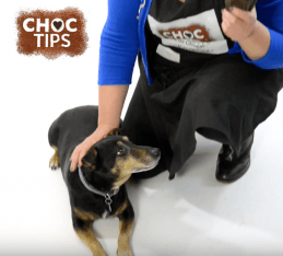 Can Dogs Eat Chocolate?-CHOC Chick