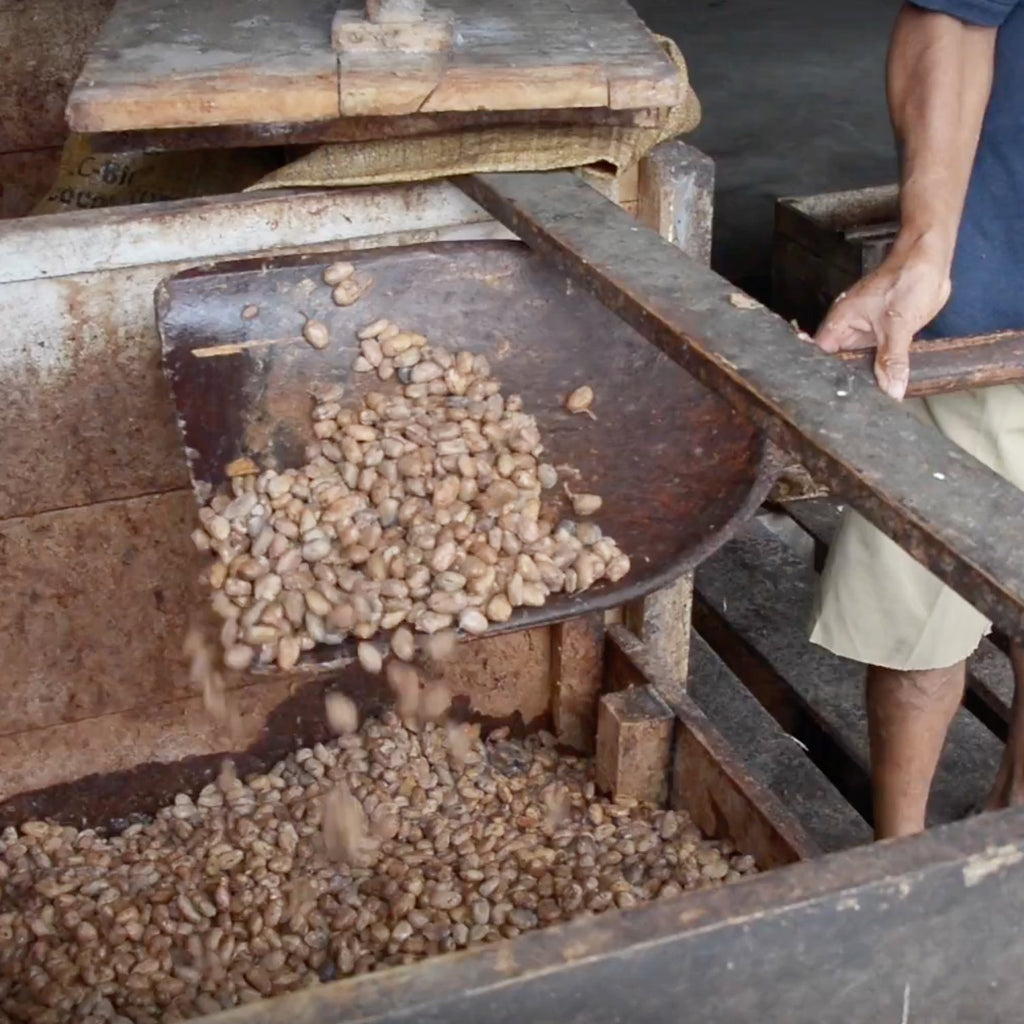 The Cacao Fermenting Fermentation Process-CHOC Chick